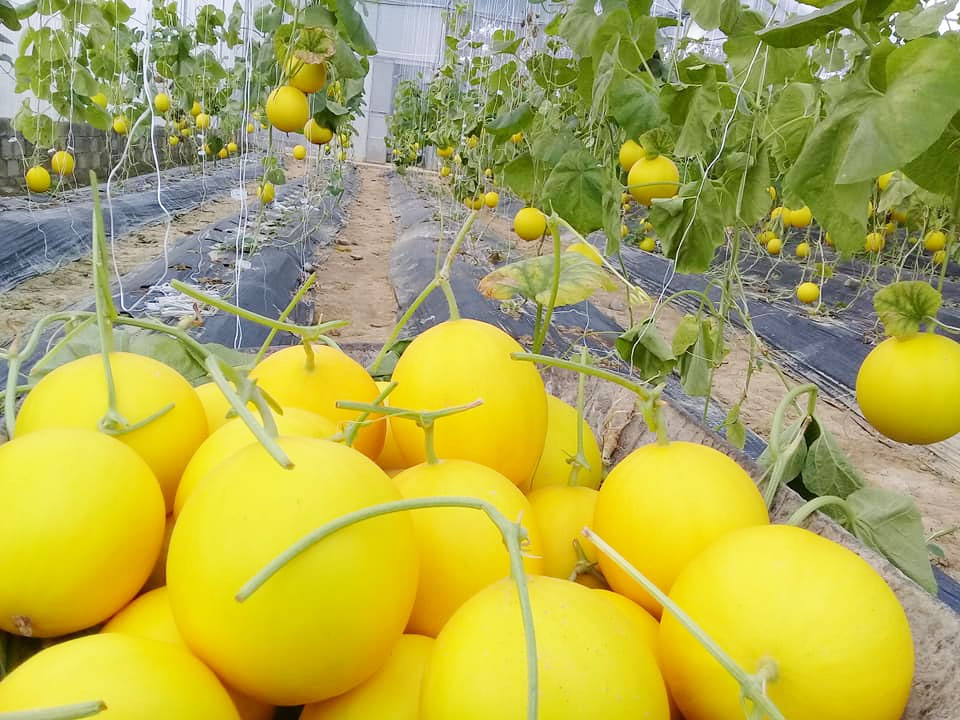 Sỉ Dưa Lưới Kim Hồng Ngọc TP Châu Đốc