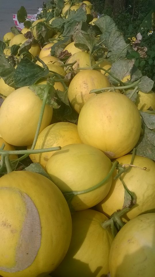 Sỉ Dưa Lưới Kim Hồng Ngọc Quận 4 HCM