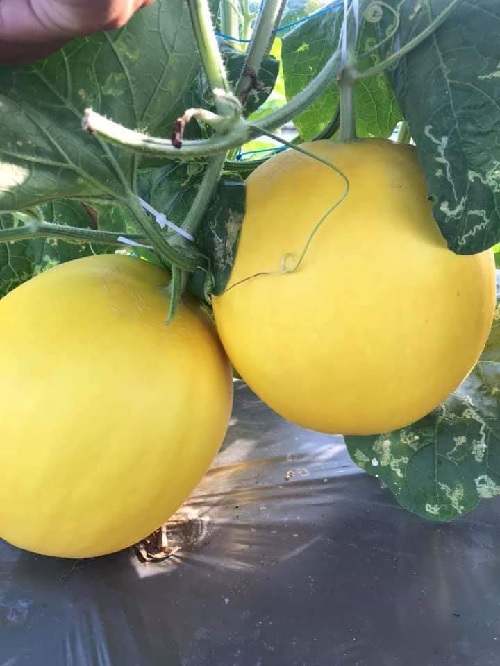 Sỉ Dưa Lưới Kim Hồng Ngọc TX Tân Châu