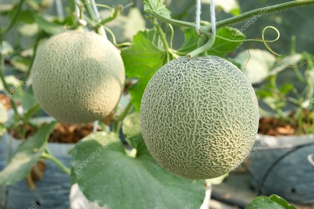 Dưa Lưới Thái Lan Bình Thuận