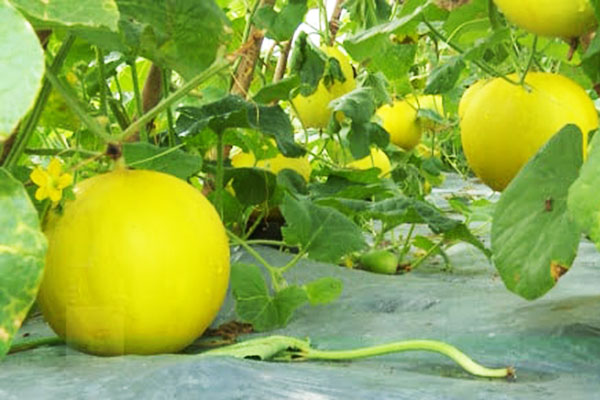 Sỉ Dưa Lưới Kim Hồng Ngọc Quảng Ngãi