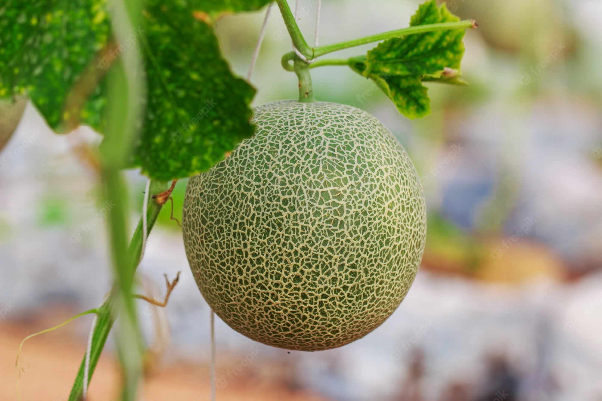 Dưa Lưới Thái Lan Cà Mau