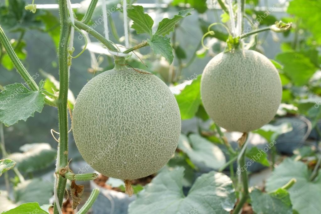 Dưa Lưới Thái Lan Cao Bằng