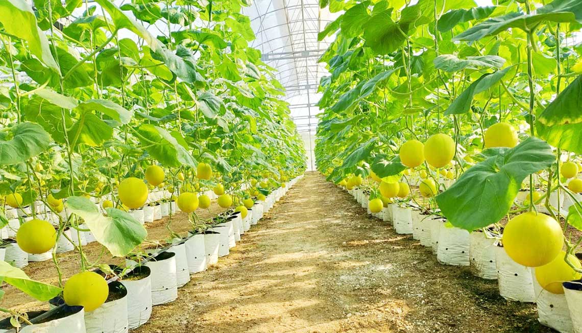 Sỉ Dưa Lưới Kim Hồng Ngọc Cao Bằng