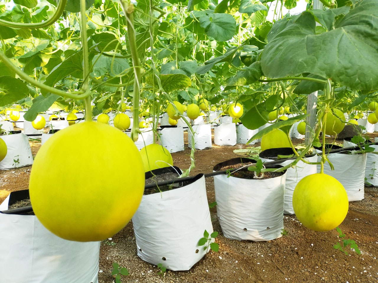 Sỉ Dưa Lưới Kim Hồng Ngọc Quảng Trị