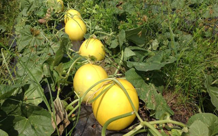 Sỉ Dưa Lưới Kim Hồng Ngọc Quận 9 HCM