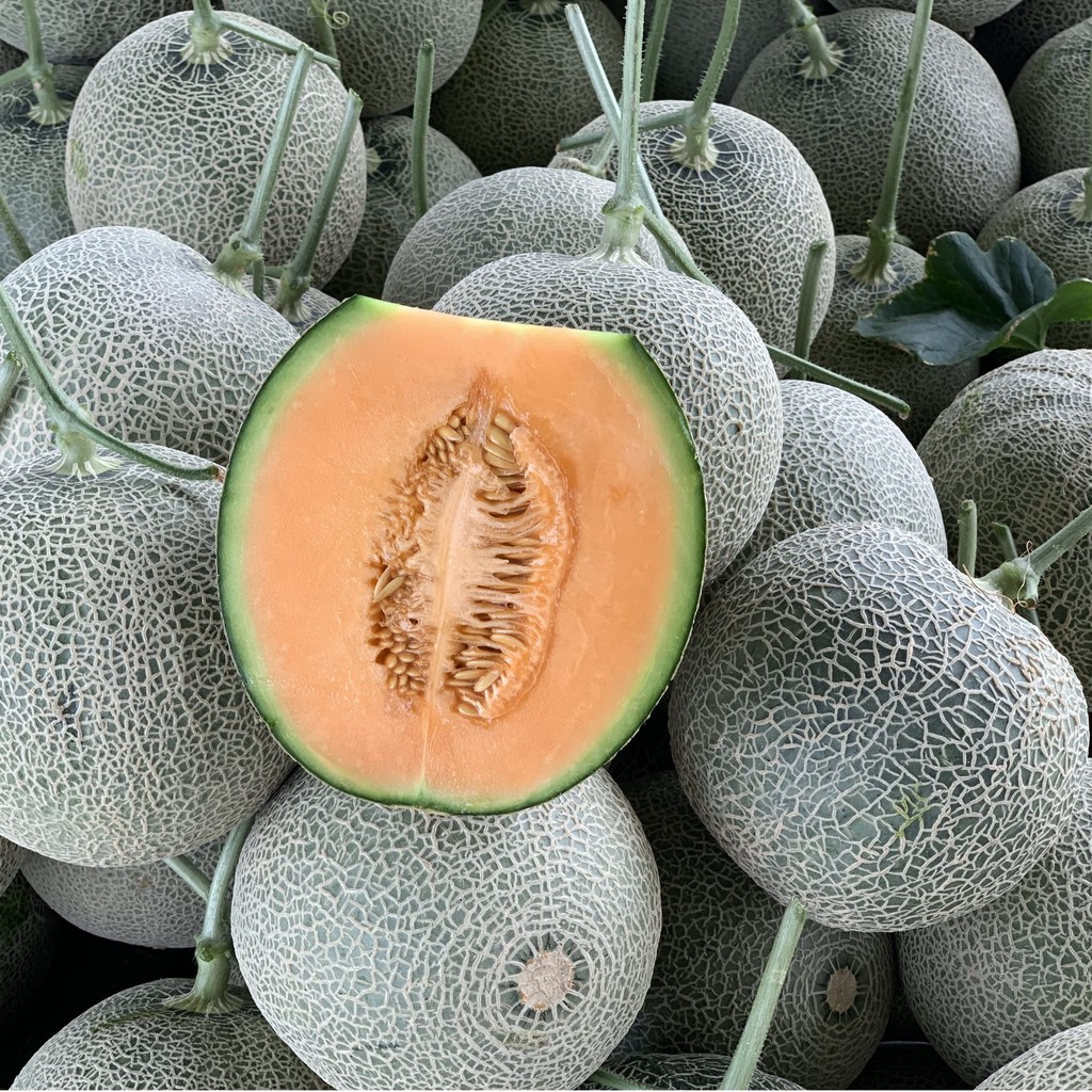 Giao Sỉ Dưa Lưới TL3 Đắk Nông