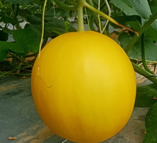 Sỉ Dưa Lưới Kim Hồng Ngọc Bình Tân HCM