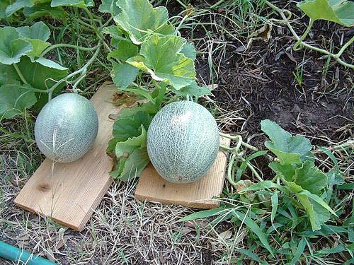 Bán Dưa Lưới Kim Long Điện Biên