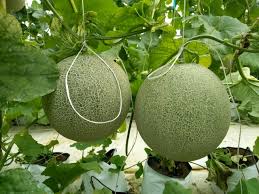 Giao Sỉ Dưa Lưới TL3 Đồng Nai