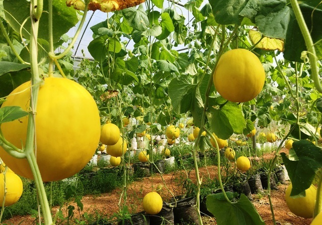 Sỉ Dưa Lưới Kim Hồng Ngọc Đồng Tháp