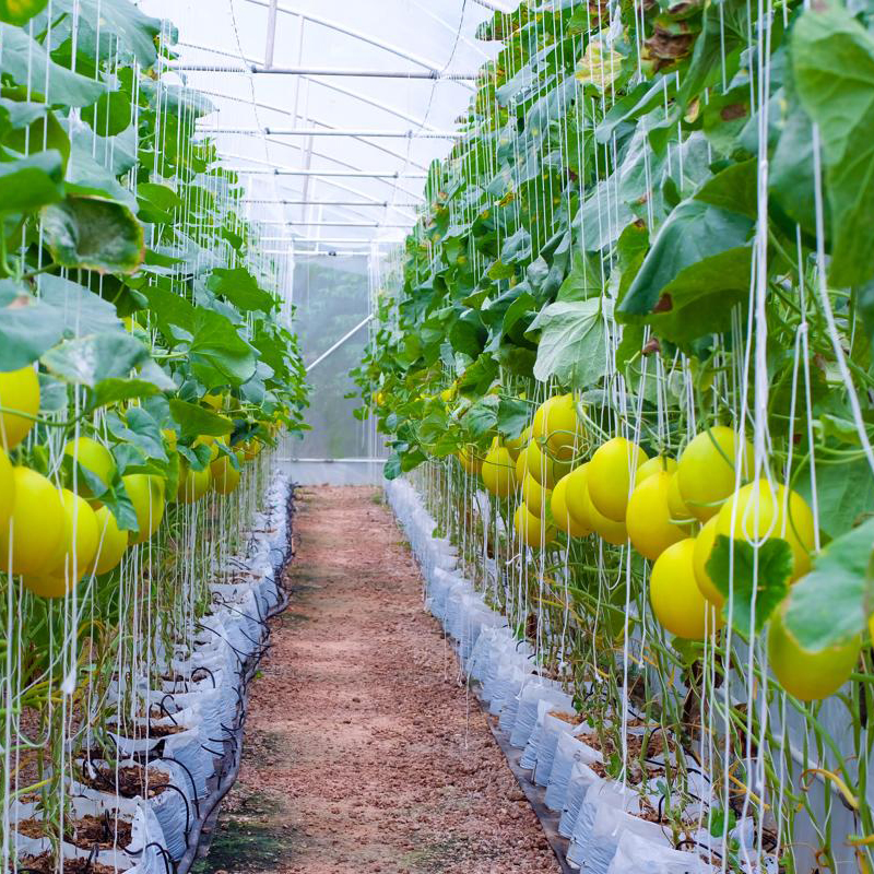 Sỉ Dưa Lưới Kim Hồng Ngọc Phú Nhuận HCM