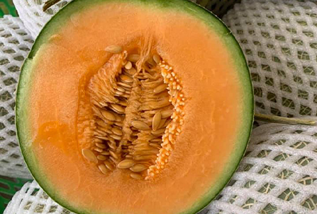 Giao Sỉ Dưa Lưới TL3 Gia Lai