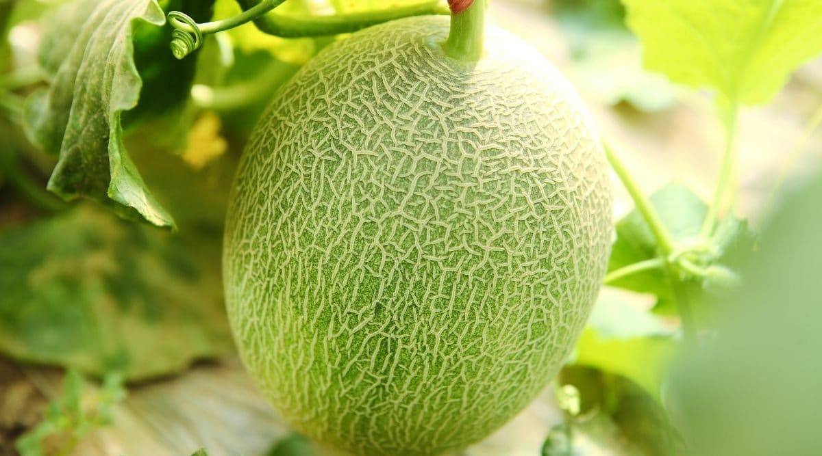 Dưa Lưới Thái Lan Gia Lai