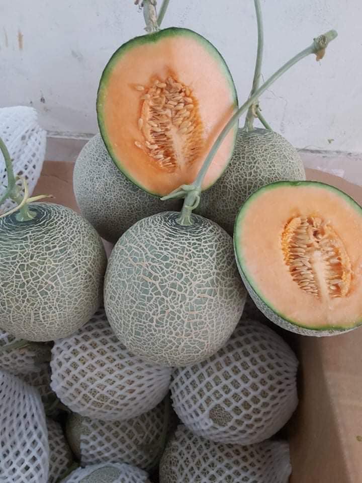 Giao Sỉ Dưa Lưới TL3 Hà Giang