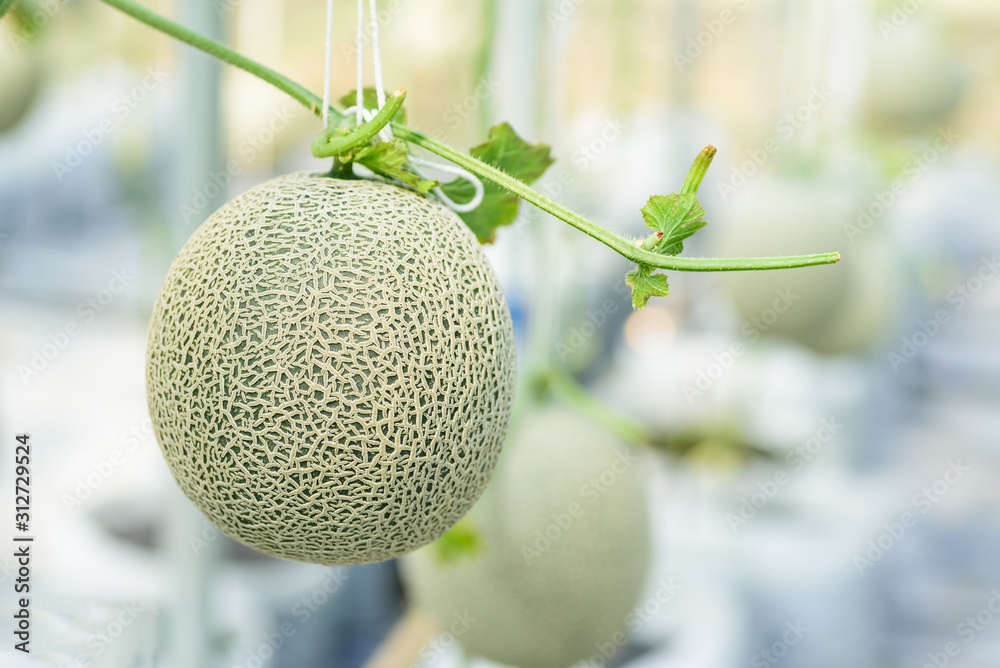 Dưa Lưới Thái Lan Hải Dương