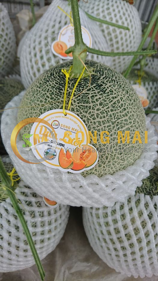 Dưa Lưới Thái Lan Cần Thơ