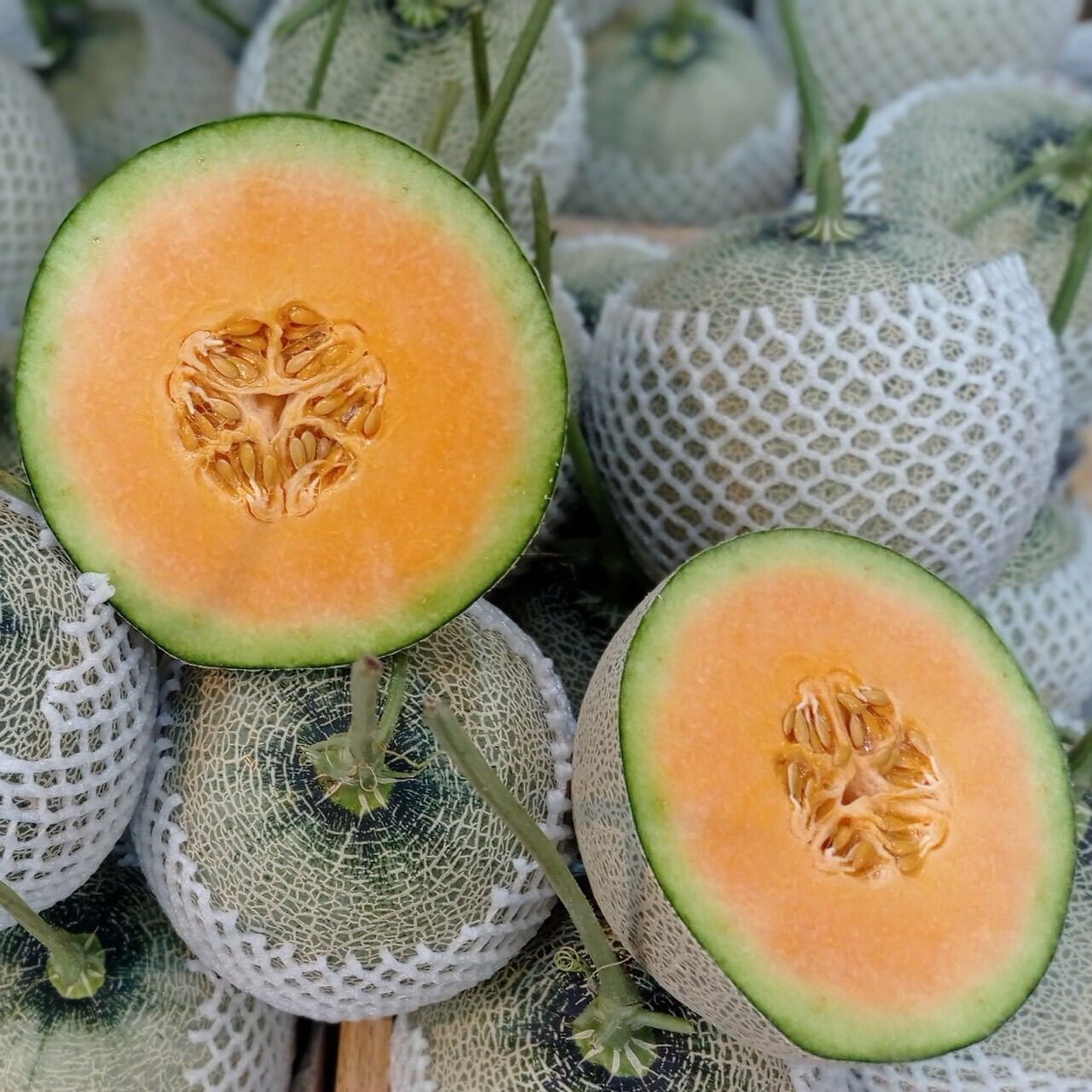 Giao Sỉ Dưa Lưới TL3 Hậu Giang