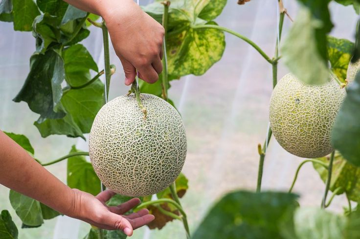 Bán Dưa Lưới Kim Long Hậu Giang