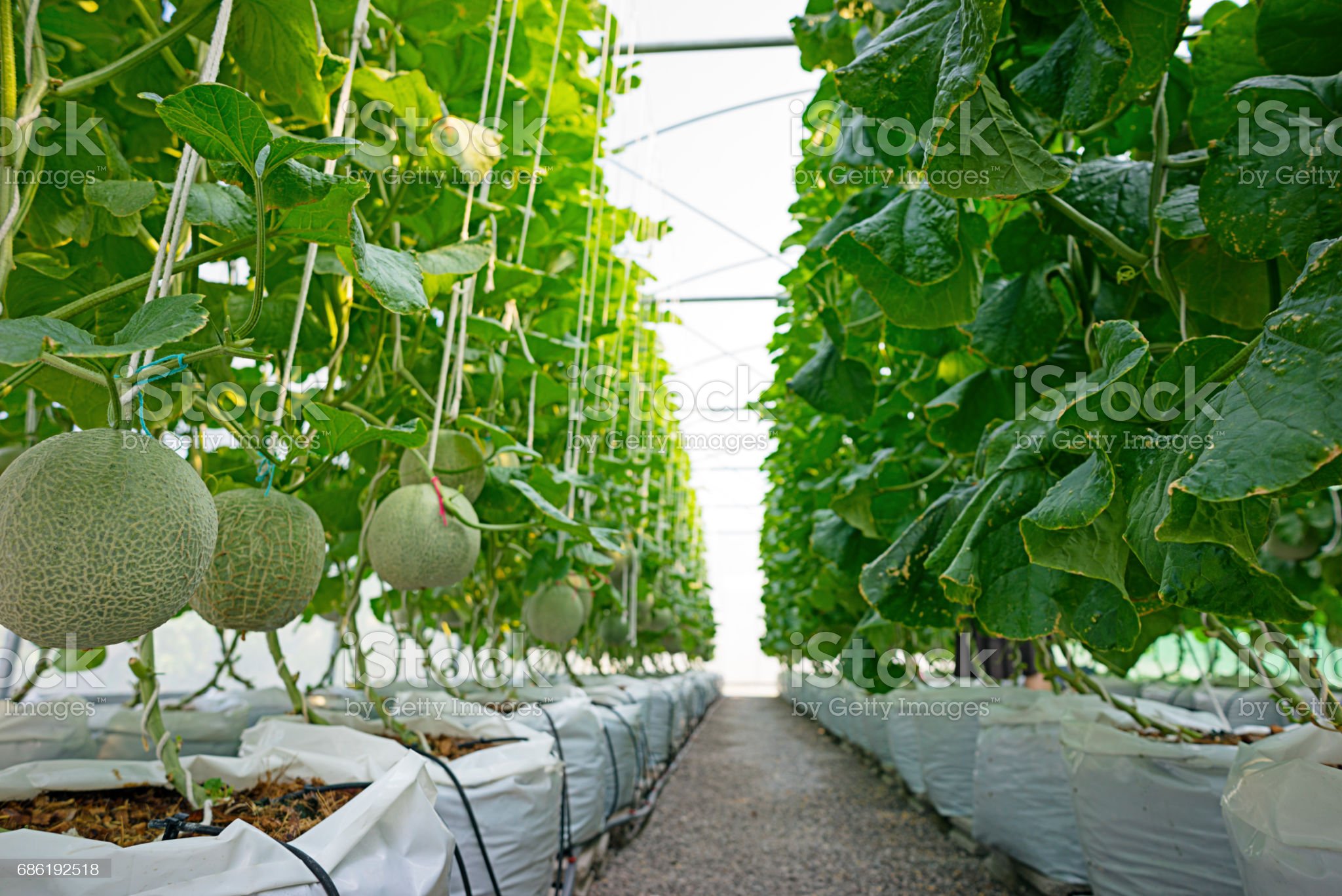 Bán Dưa Lưới Kim Long Khánh Hòa