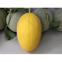 Sỉ Dưa Lưới Huỳnh Long Mỹ Xuyên