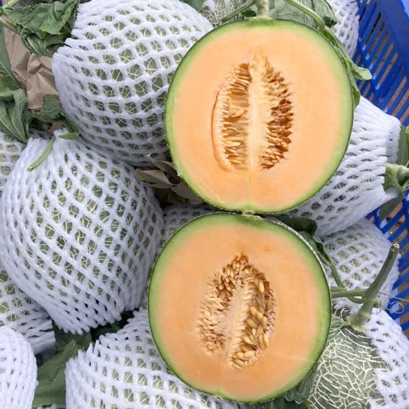 Giao Sỉ Dưa Lưới TL3 Kiên Giang