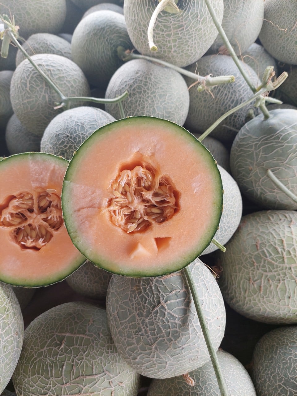 Giao Sỉ Dưa Lưới TL3 Kon Tum