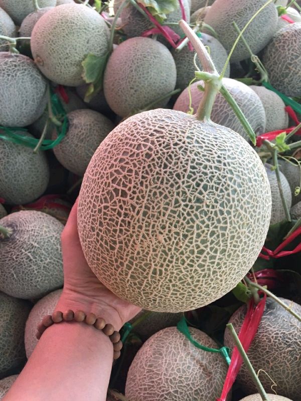 Giao Sỉ Dưa Lưới TL3 Lâm Đồng