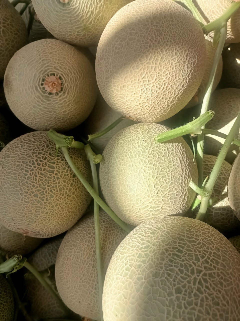 Giao Sỉ Dưa Lưới TL3 Lào Cai