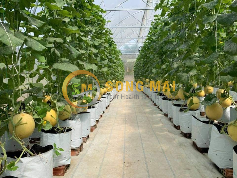 Sỉ Dưa Lưới Kim Hồng Ngọc Kiên Giang