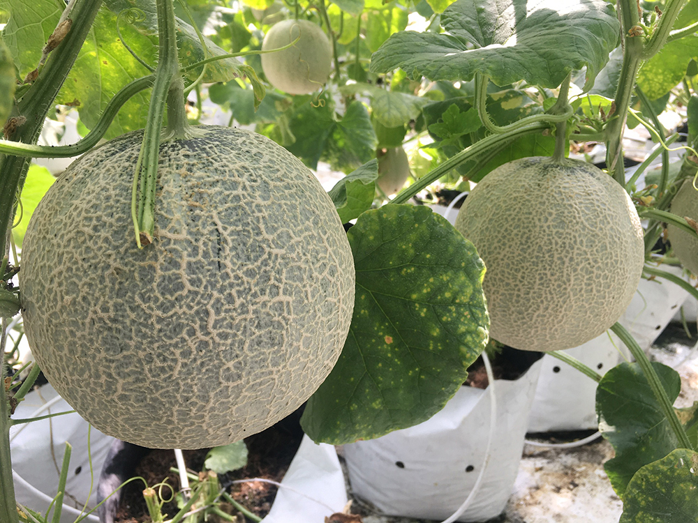 Giao Sỉ Dưa Lưới TL3 Long An