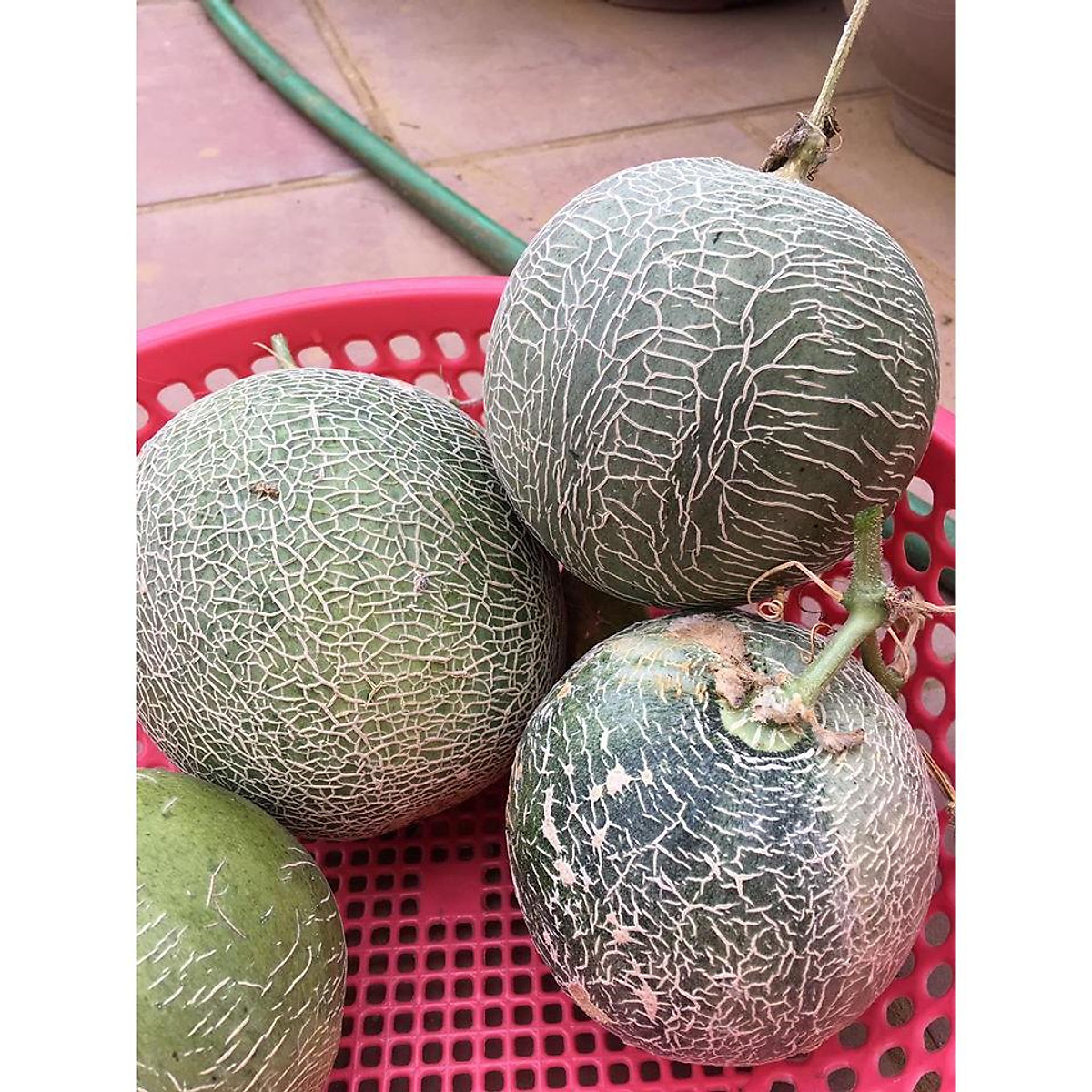 Giao Sỉ Dưa Lưới TL3 Nam Định