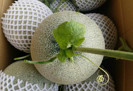 Giao Sỉ Dưa Lưới TL3 Ninh Bình