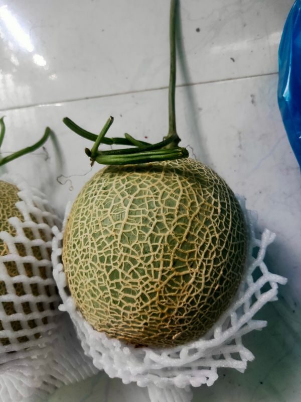 Giao Sỉ Dưa Lưới TL3 Ninh Thuận