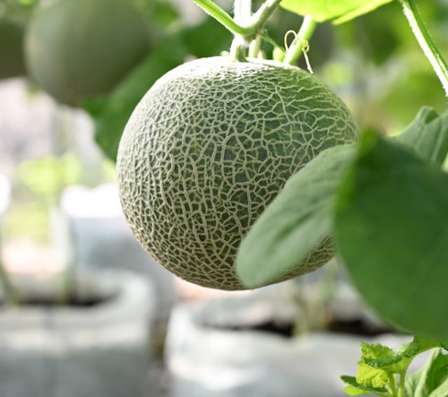 Dưa Lưới Thái Lan Phú Thọ