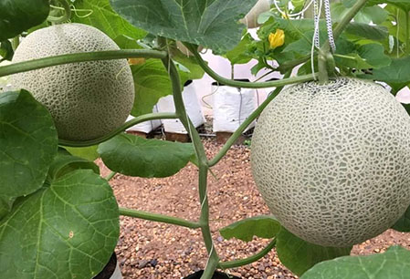 Giao Sỉ Dưa Lưới TL3 Phú Thọ