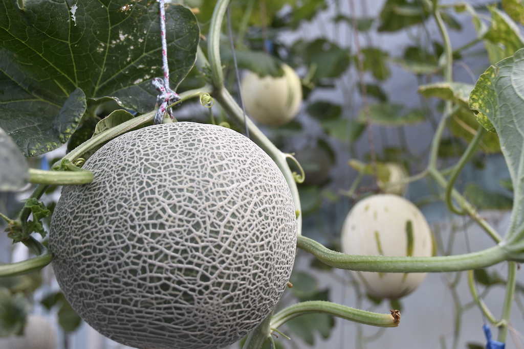 Bán Dưa Lưới Kim Long Quảng Bình