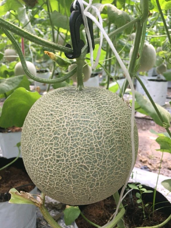 Giao Sỉ Dưa Lưới TL3 Quảng Bình