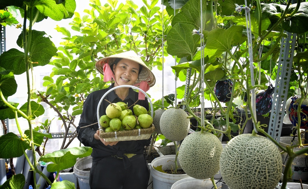 Bán Dưa Lưới Kim Long Quảng Nam
