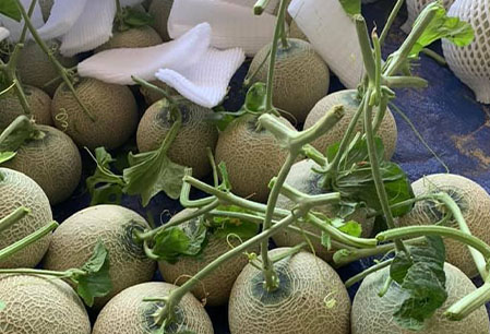 Giao Sỉ Dưa Lưới TL3 Quảng Nam