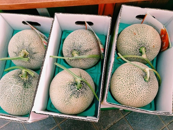 Dưa Lưới Thái Lan Quảng Ngãi