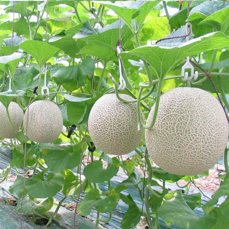 Giao Sỉ Dưa Lưới TL3 Quảng Ngãi