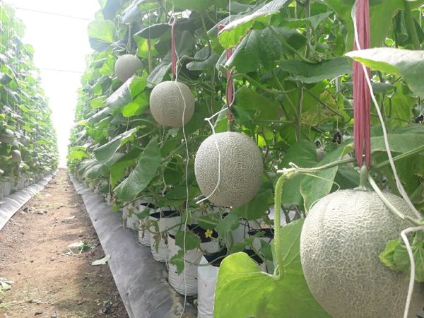 Giao Sỉ Dưa Lưới TL3 Quảng Ninh