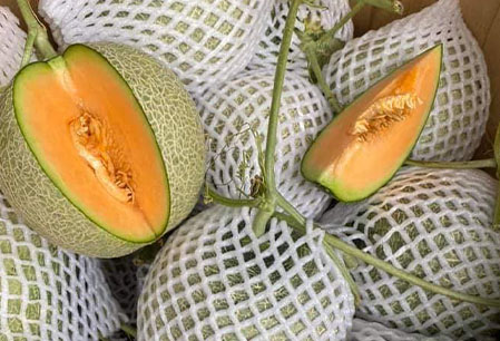 Giao Sỉ Dưa Lưới TL7 Đà Nẵng