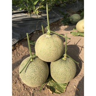 Giao Sỉ Dưa Lưới TL3 Quảng Trị