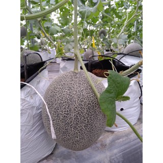 Giao Sỉ Dưa Lưới TL3 Sóc Trăng