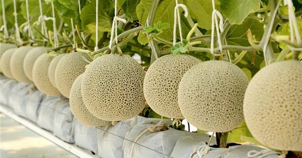 Giao Sỉ Dưa Lưới TL3 Sơn La