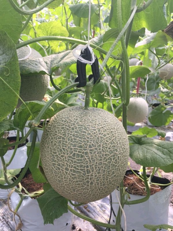 Giao Sỉ Dưa Lưới TL3 Tây Ninh