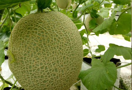 Giao Sỉ Dưa Lưới TL3 Thái Bình