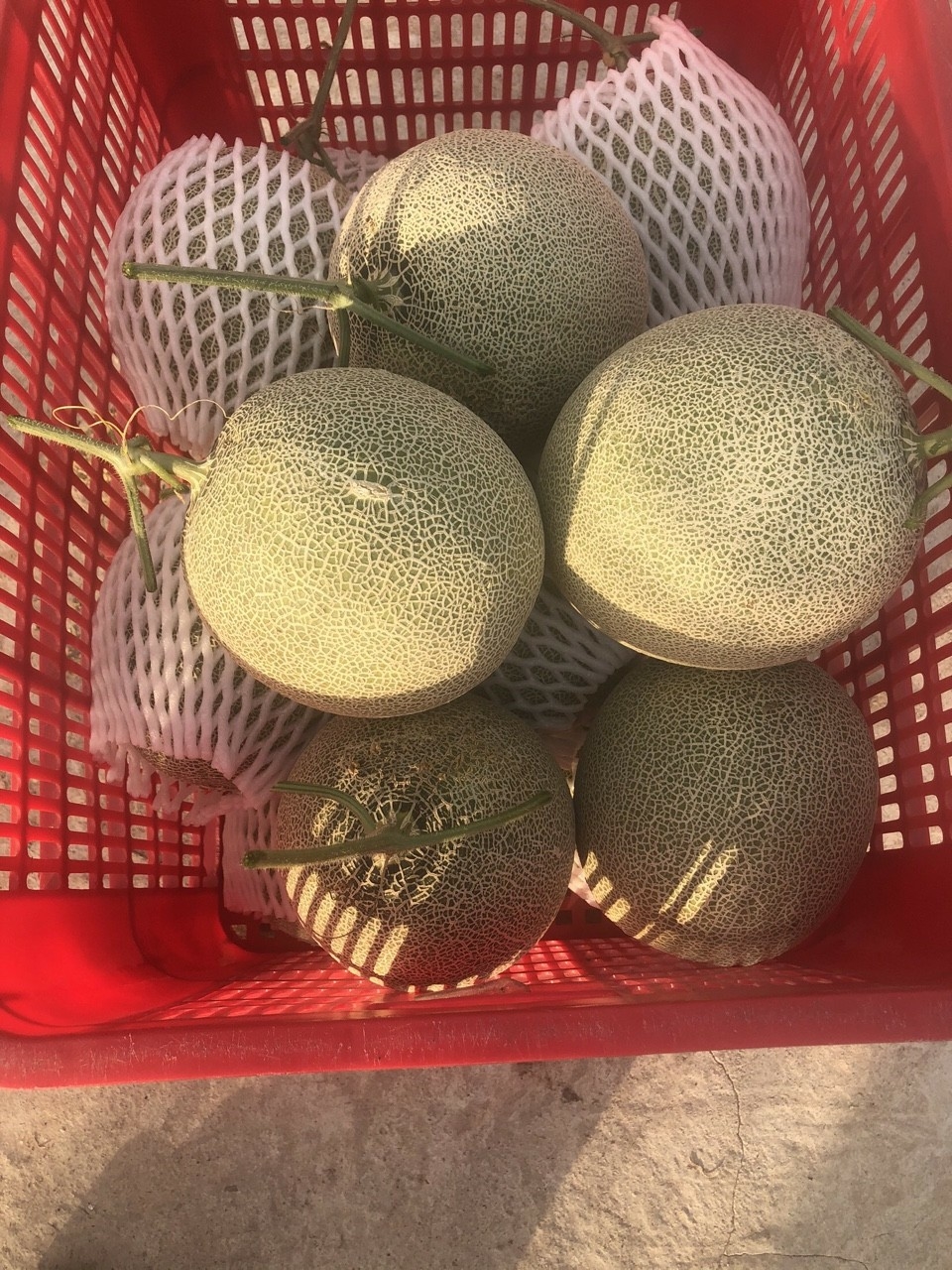 Giao Sỉ Dưa Lưới TL3 Thái Nguyên